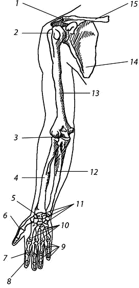 Кости верхней конечности