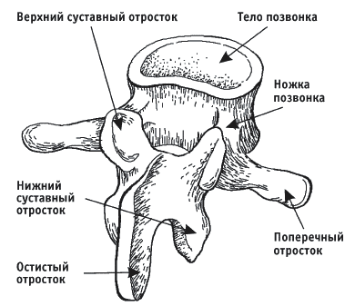 Позвонок