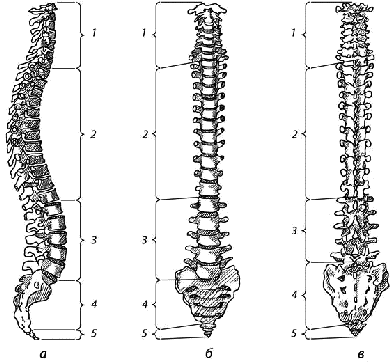 Позвоночный столб