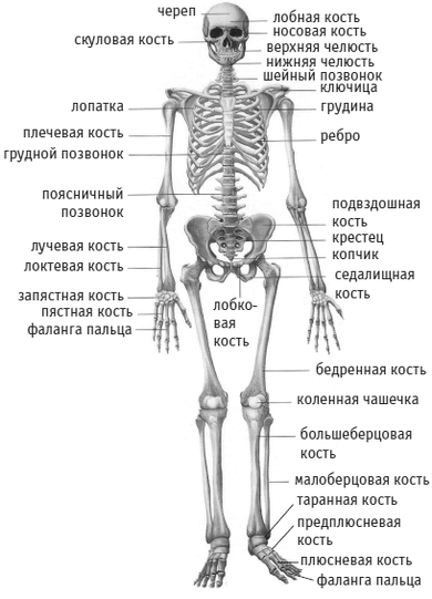 Скелет человека фото с описанием костей таза